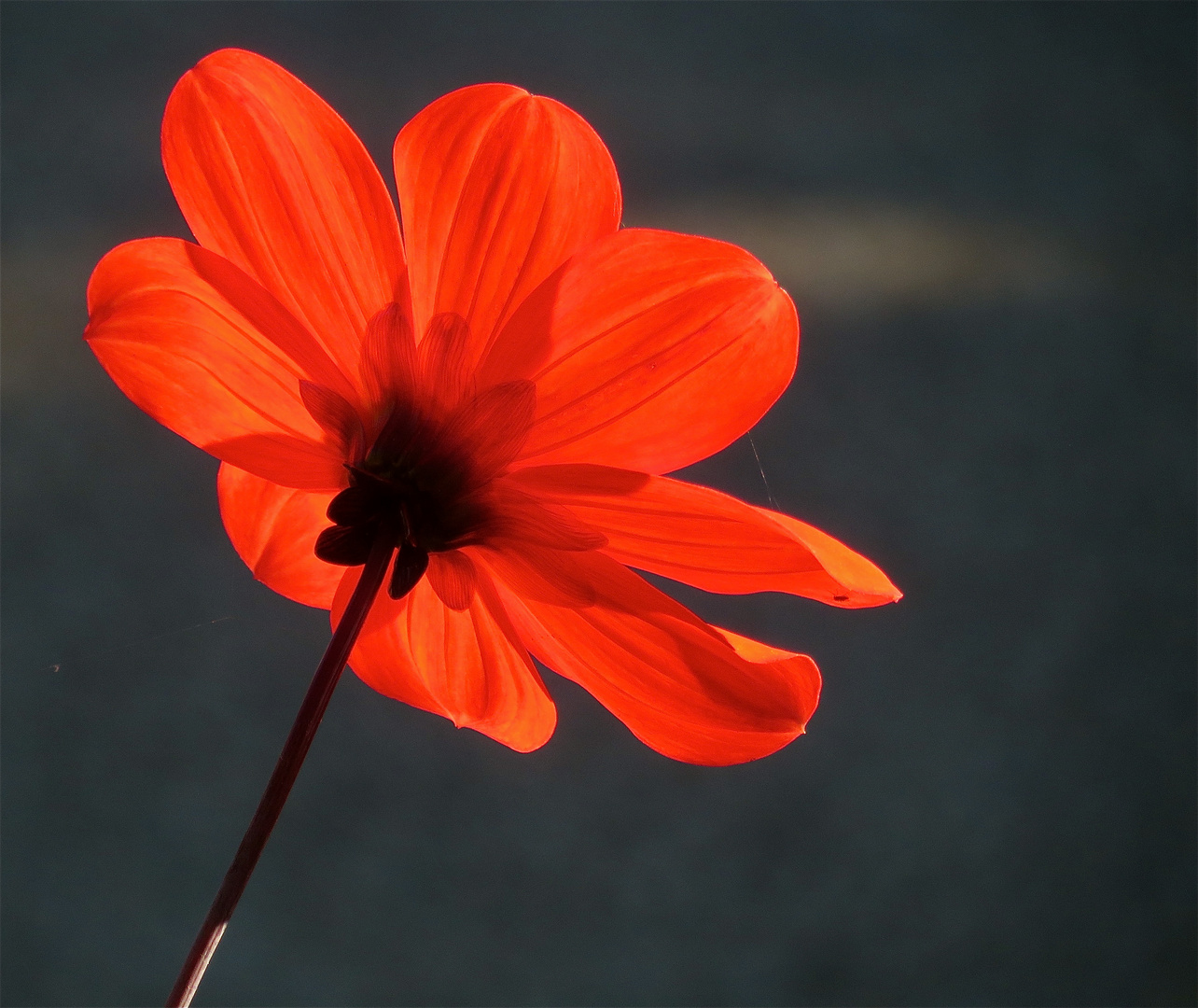 ...dahlia - rouge -  dans le contre jour !!!