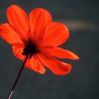 ...dahlia - rouge -  dans le contre jour !!!