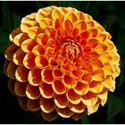 Dahlia Ruskin Tangerine - Halls of Heddon