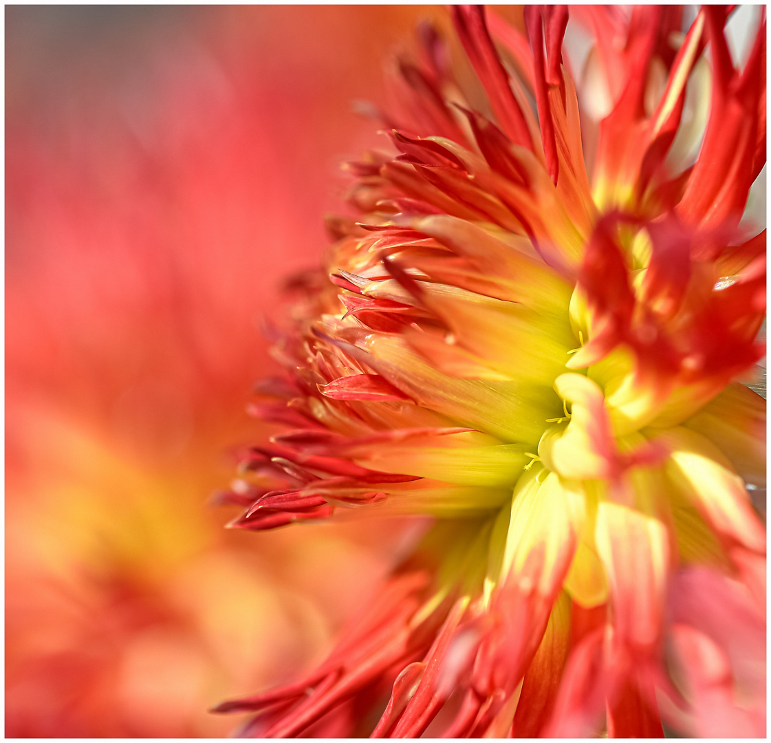 Dahlia Sandia Comanche 