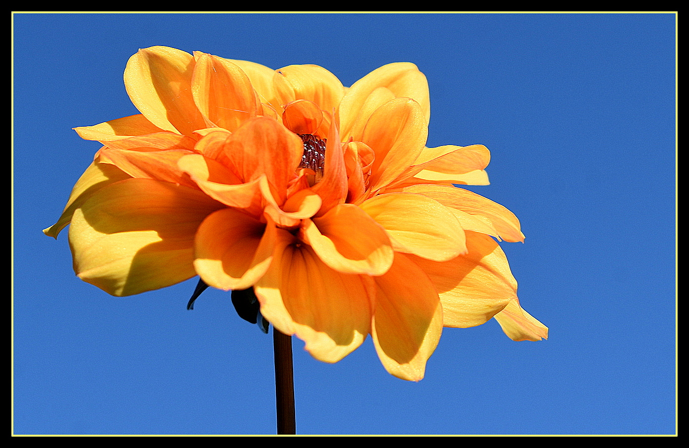 dahlia sur fond de ciel bleu