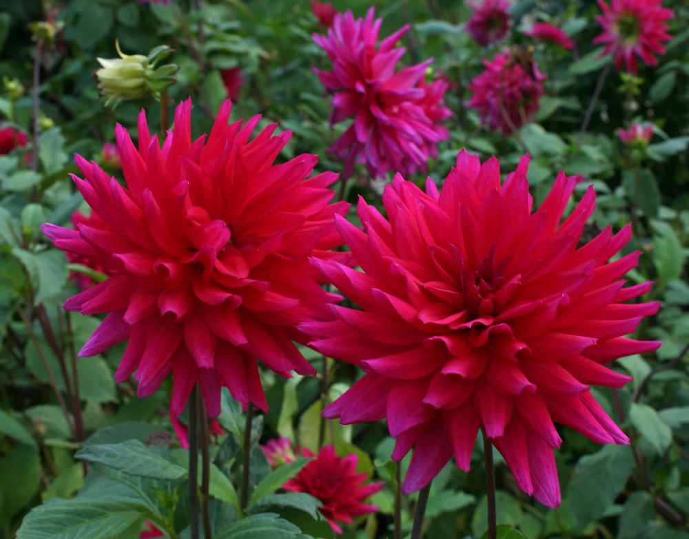 Dahlia 'Universität Wien' (2)