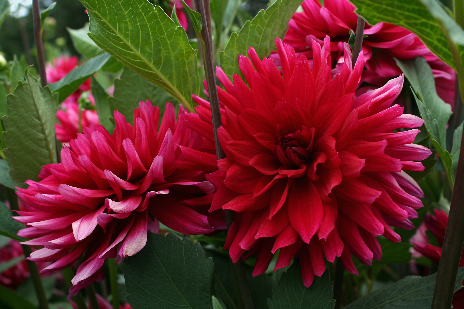 Dahlia 'Universität Wien'