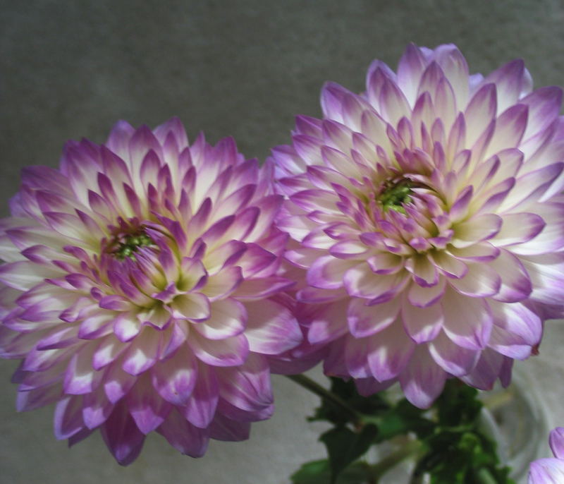 Dahlia x 2