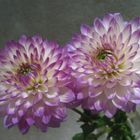 Dahlia x 2