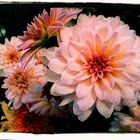 Dahlia x Cultivars