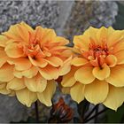 dahlias