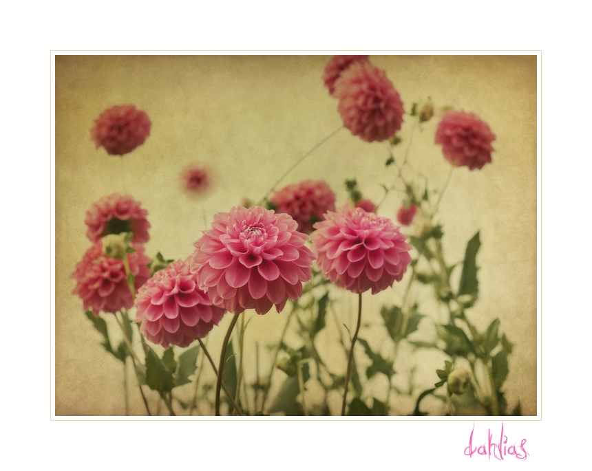 Dahlias