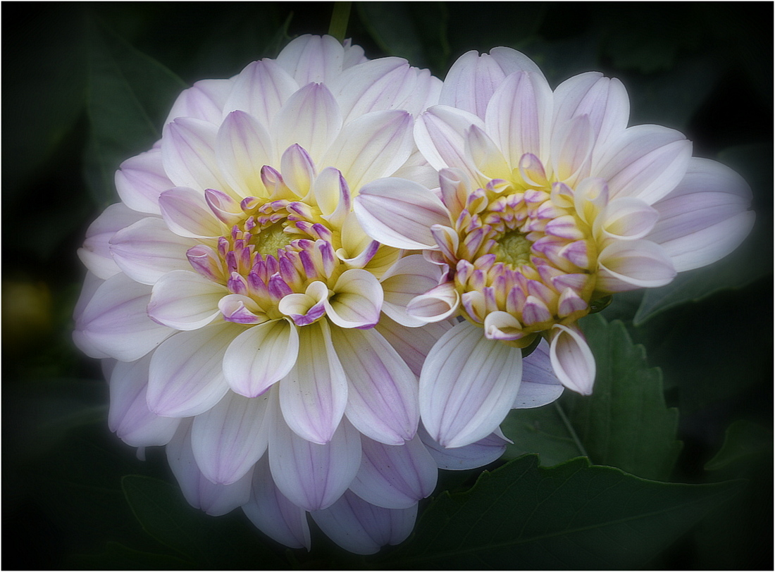 dahlias