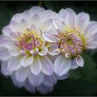 dahlias