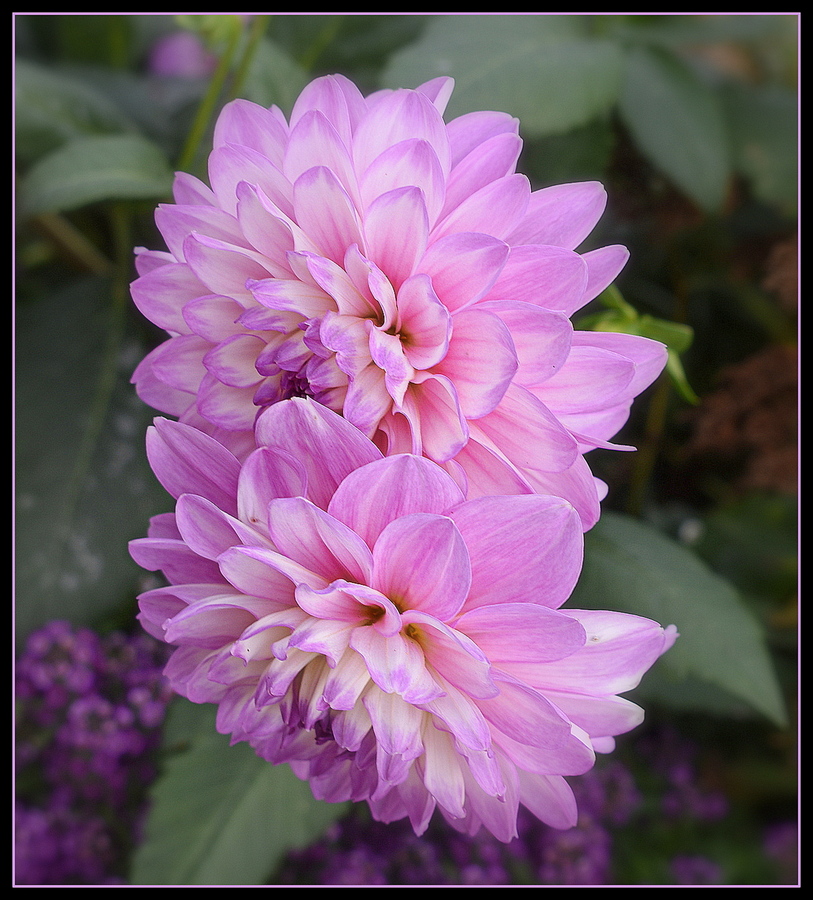 dahlias