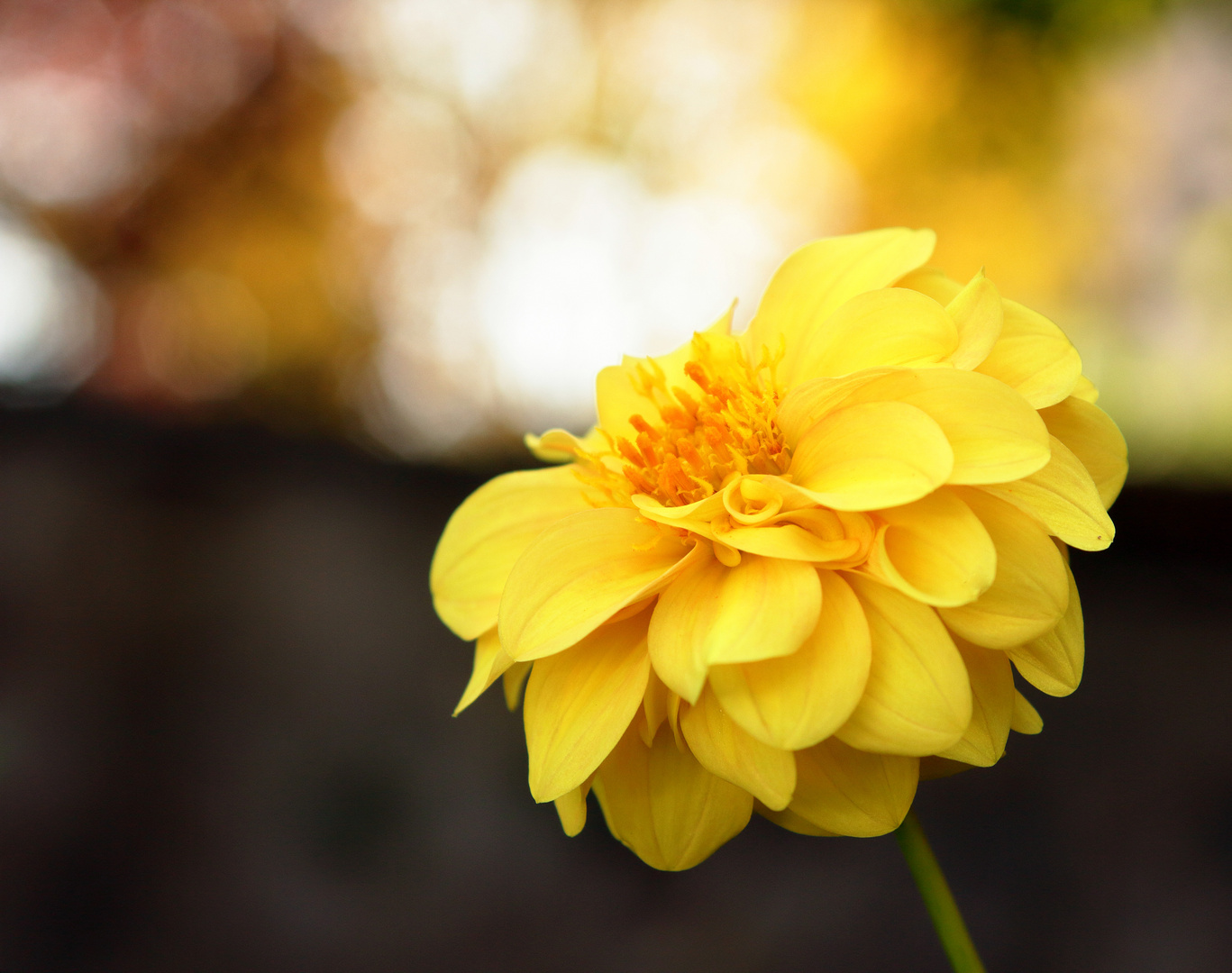 Dahlias