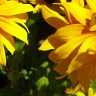 Dahlias, couleur soleil