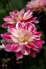 Dahlias d'automne