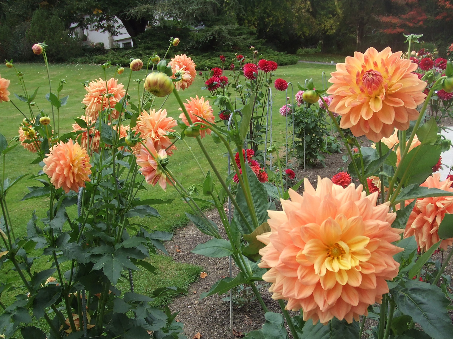 Dahlias