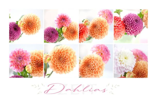 Dahlias