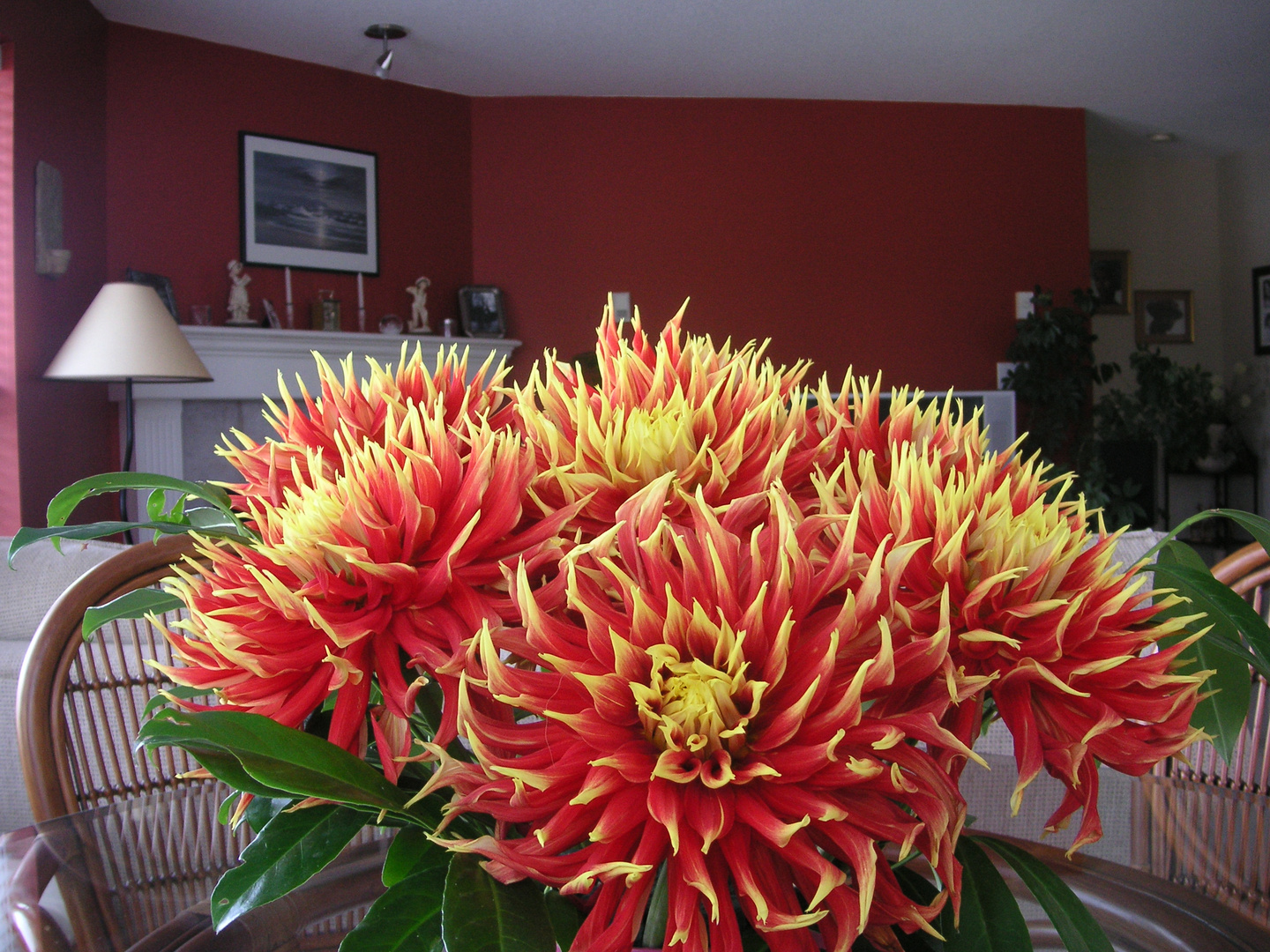 Dahlias in my living room