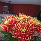 Dahlias in my living room