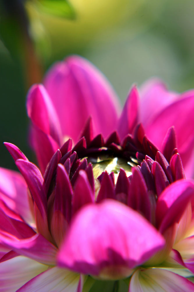 Dahlia´s Kiss