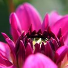 Dahlia´s Kiss