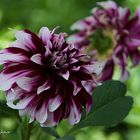 Dahlias panachés