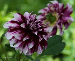 Dahlias panachés