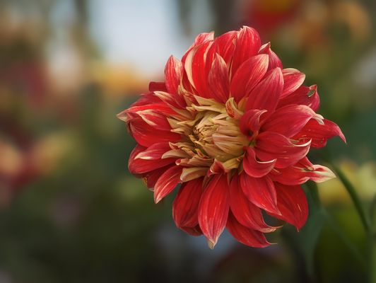  Dahlie, 10 Bilder Mini Stack Freihand