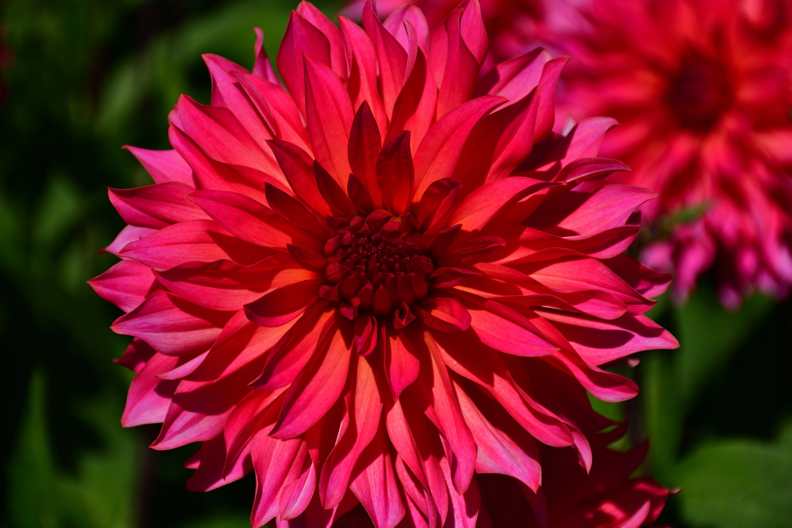 Dahlie Foto & Bild | konstruktive bildbesprechung, natur & landschaft, natur Bilder auf ...