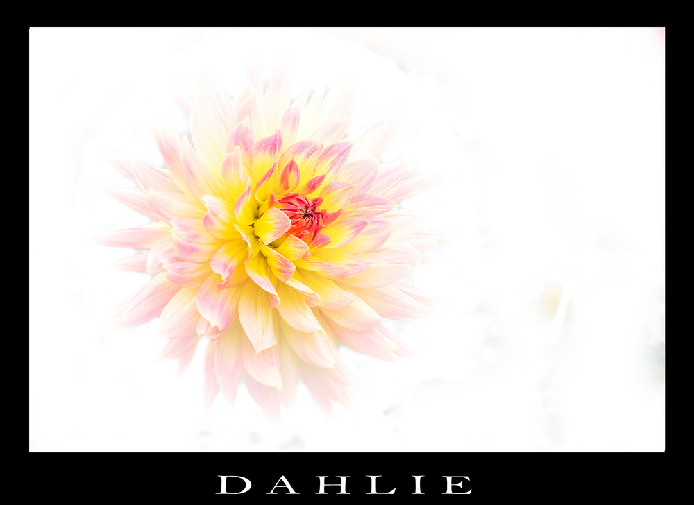 Dahlie