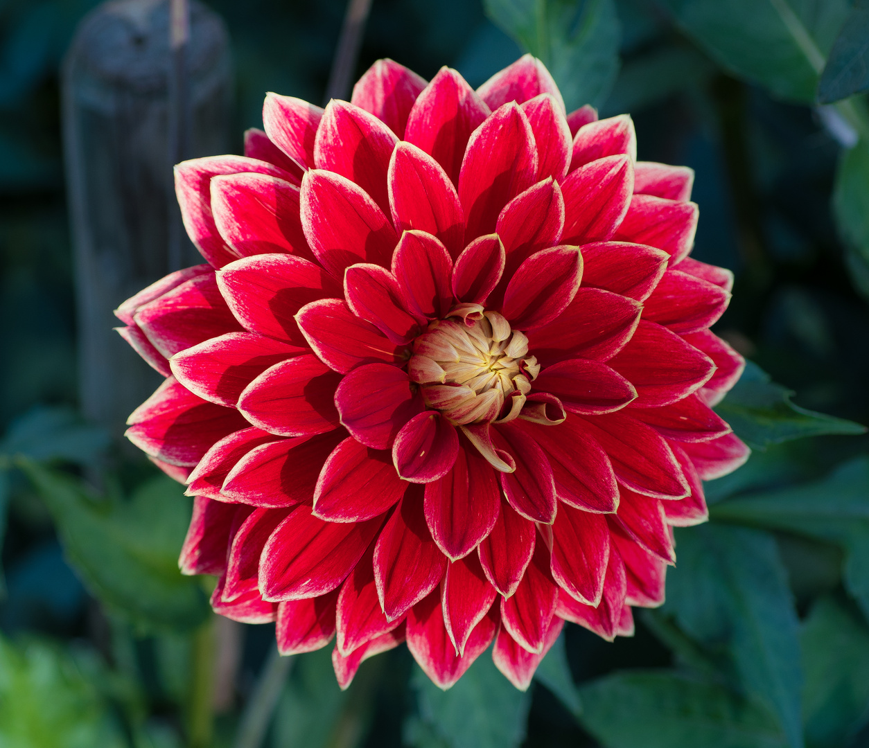 DAHLIE Foto & Bild spezial, rot, makro Bilder auf