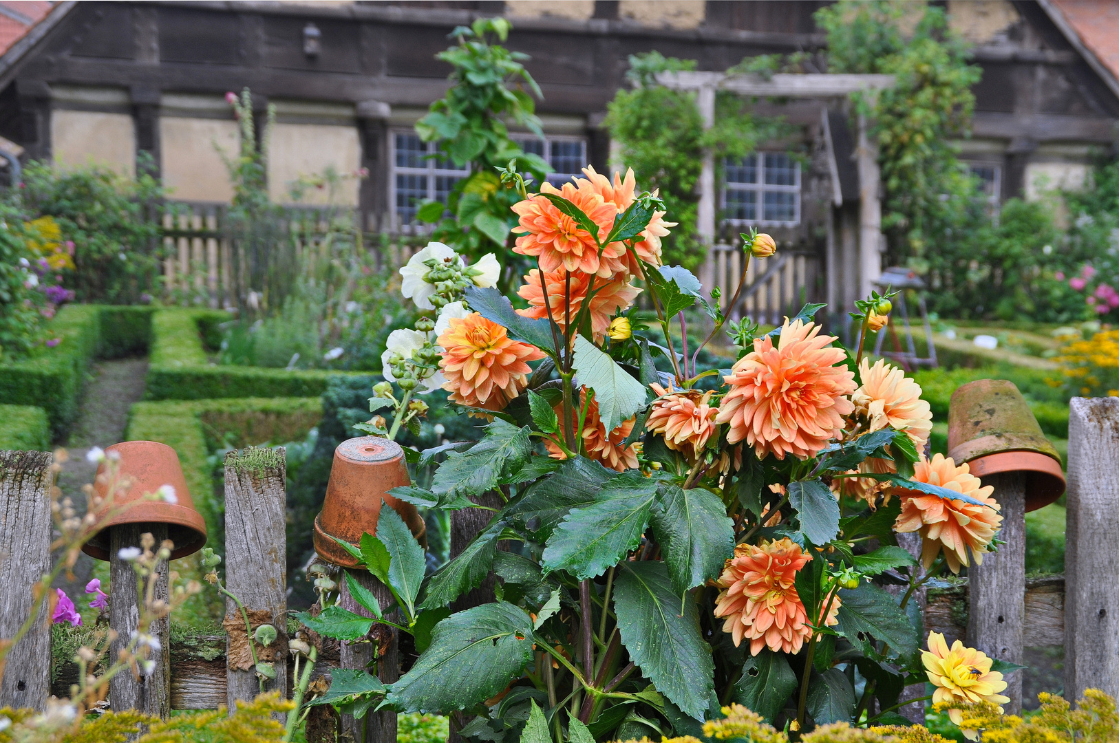 Dahlie am Gartenzaun