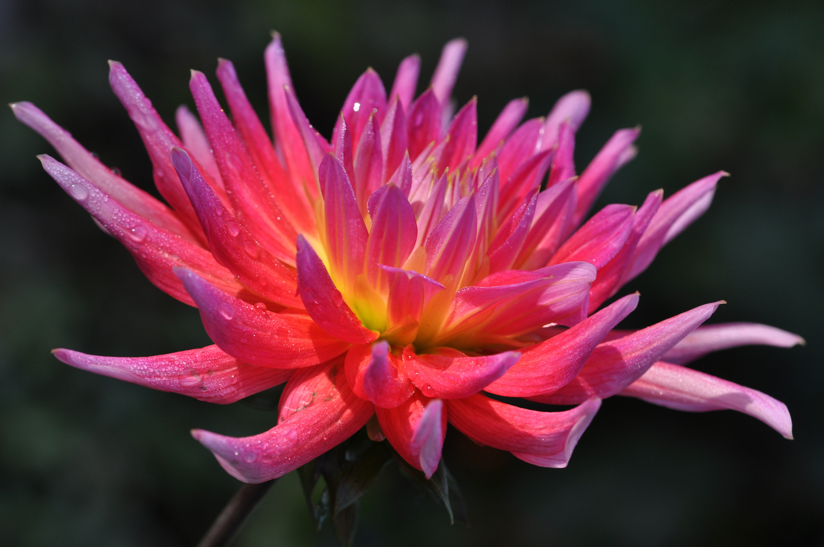 Dahlie am Morgen im Sonnenlicht  im Herbst