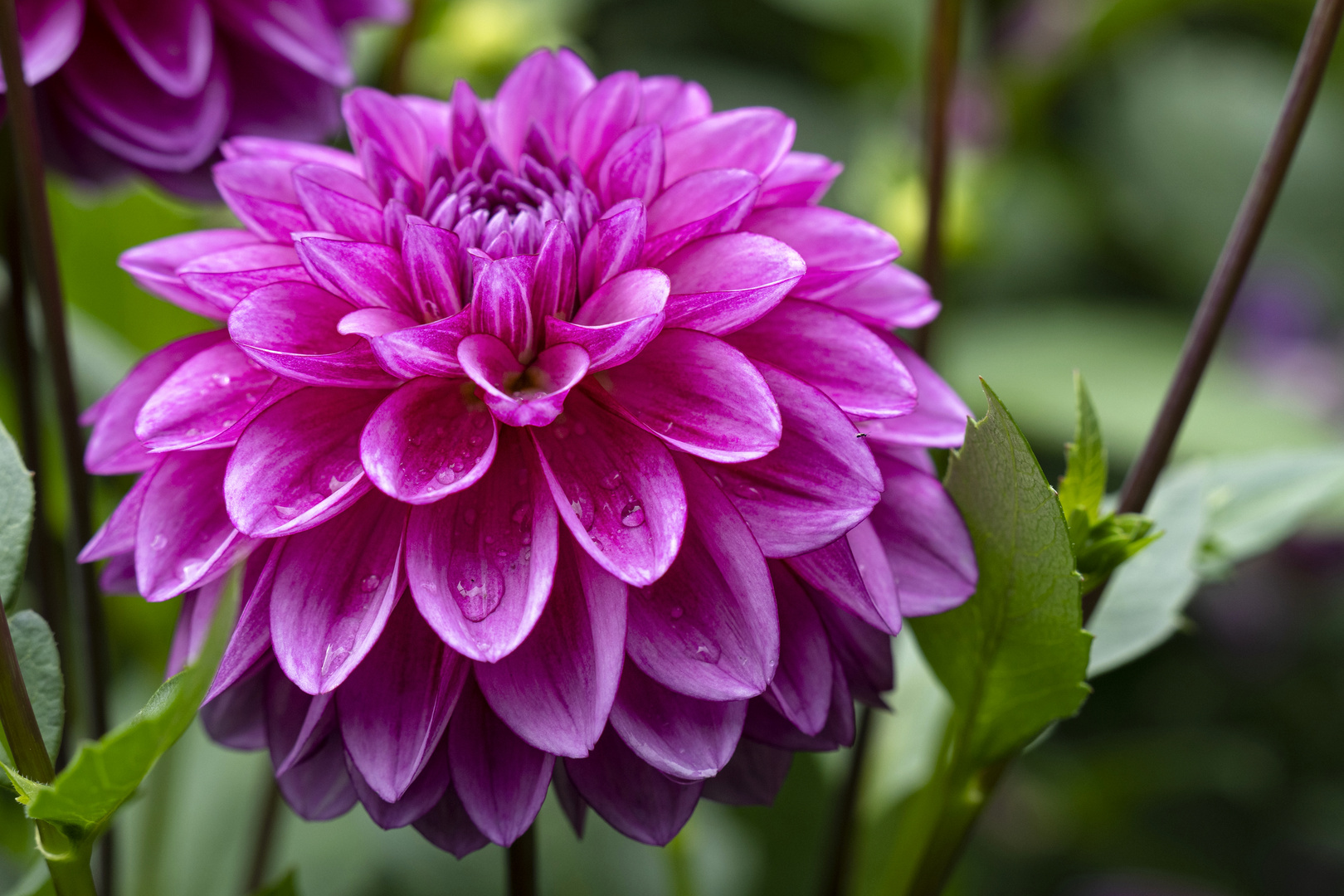 Dahlie auf der Insel Mainau