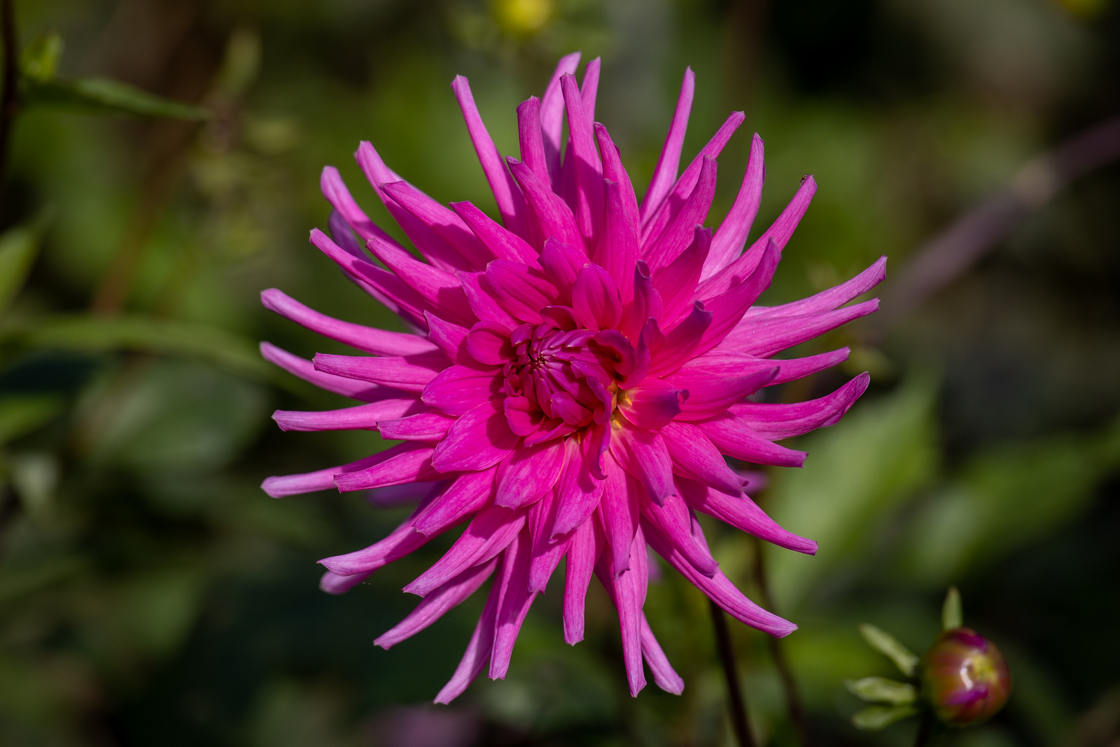 Dahlie auf der Insel Mainau