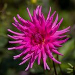 Dahlie auf der Insel Mainau