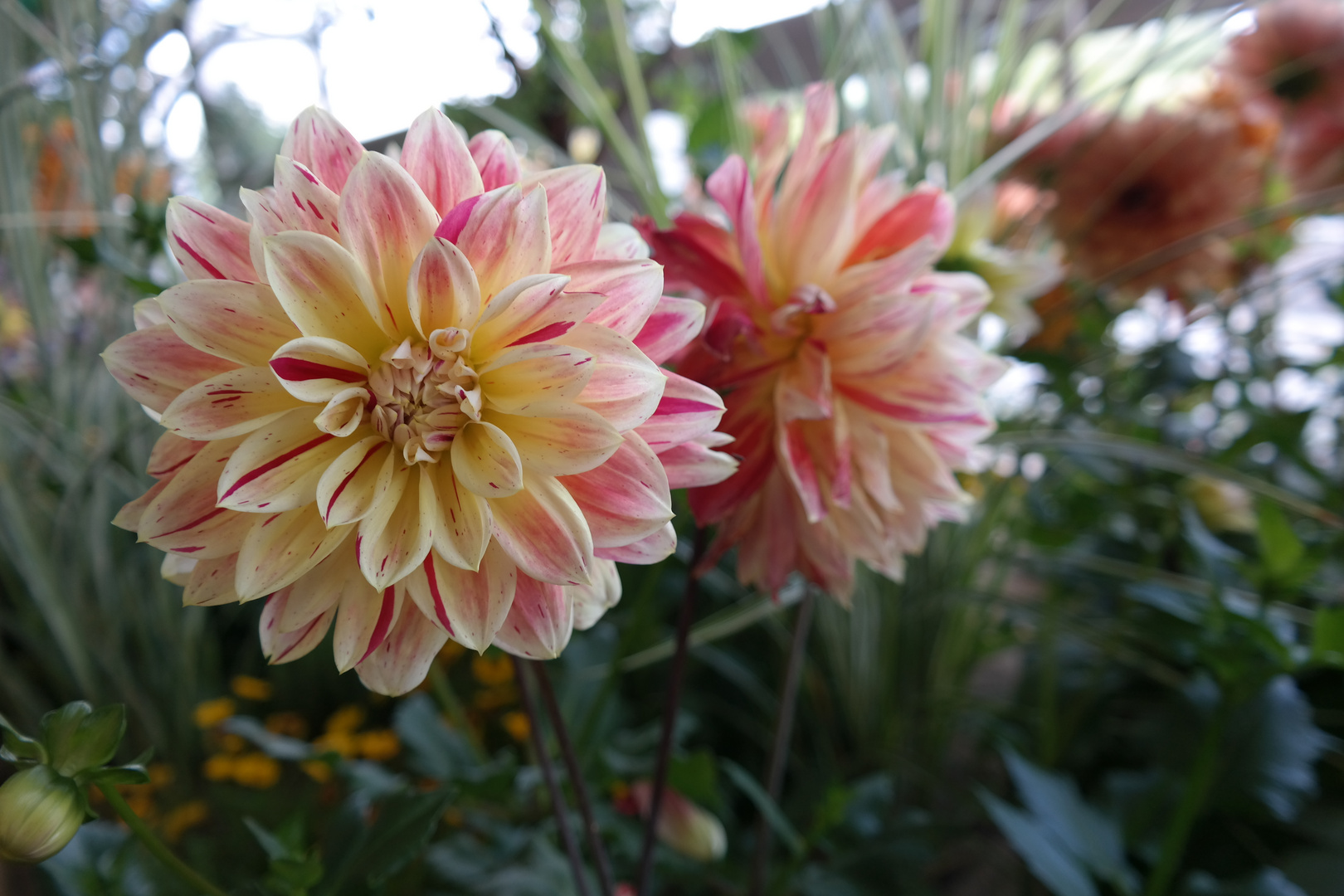 Dahlie auf der Landesgartenschau