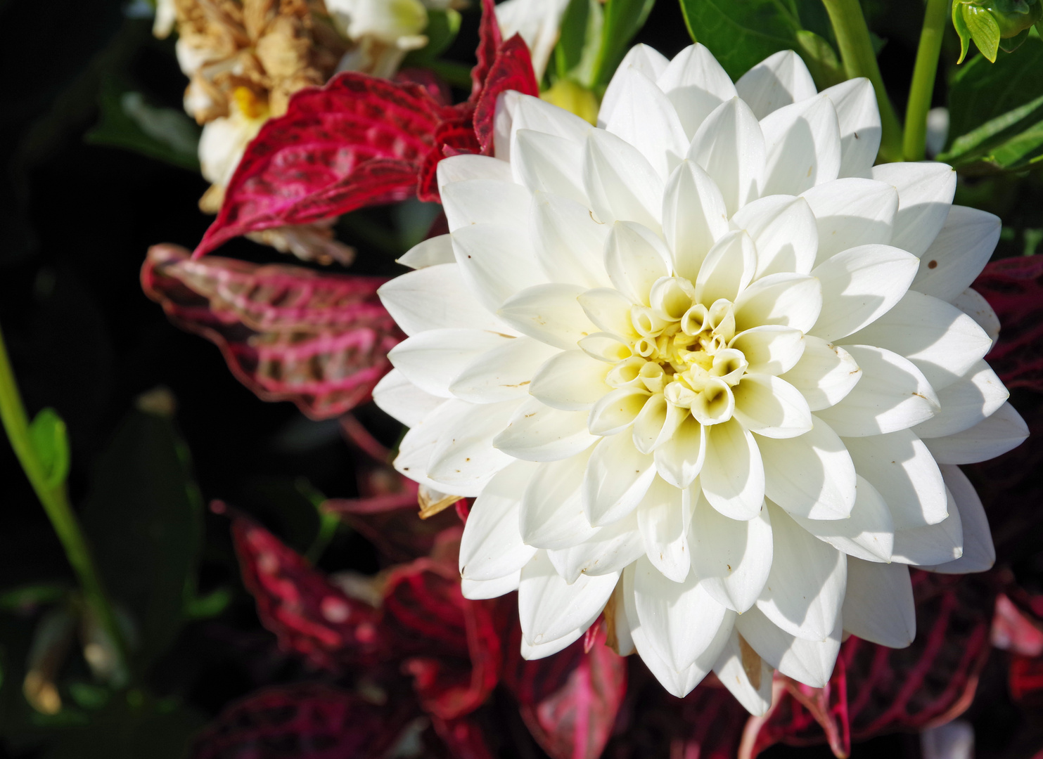 Dahlie auf der Landesgartenschau in Lahr