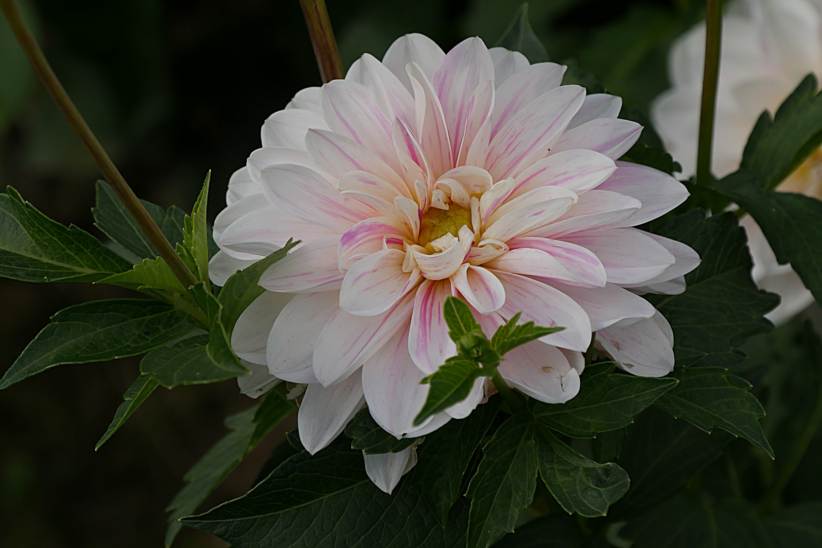 Dahlie auf Heidemaries Blumenwiese.