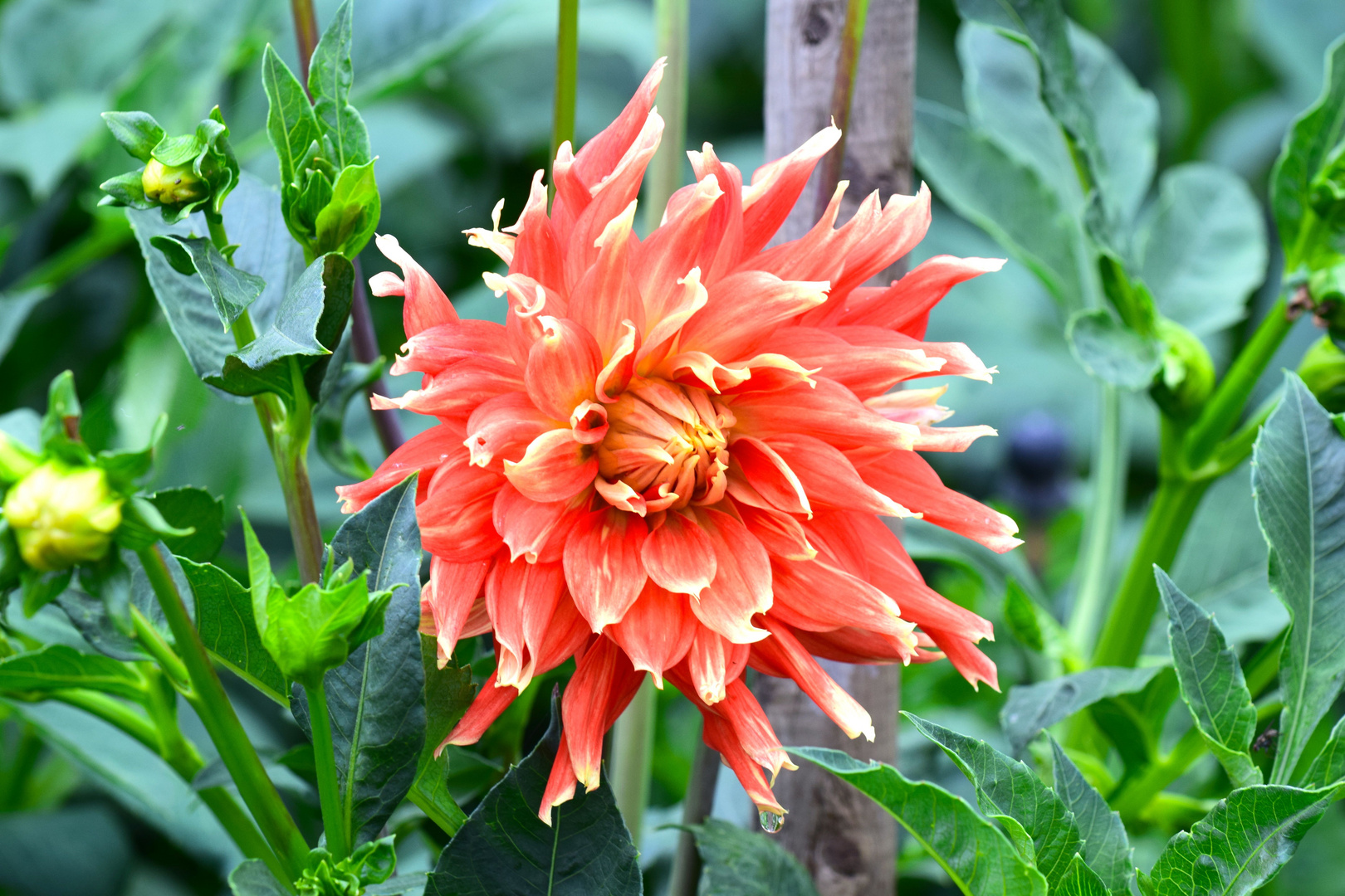 Dahlie auf Mainau 1