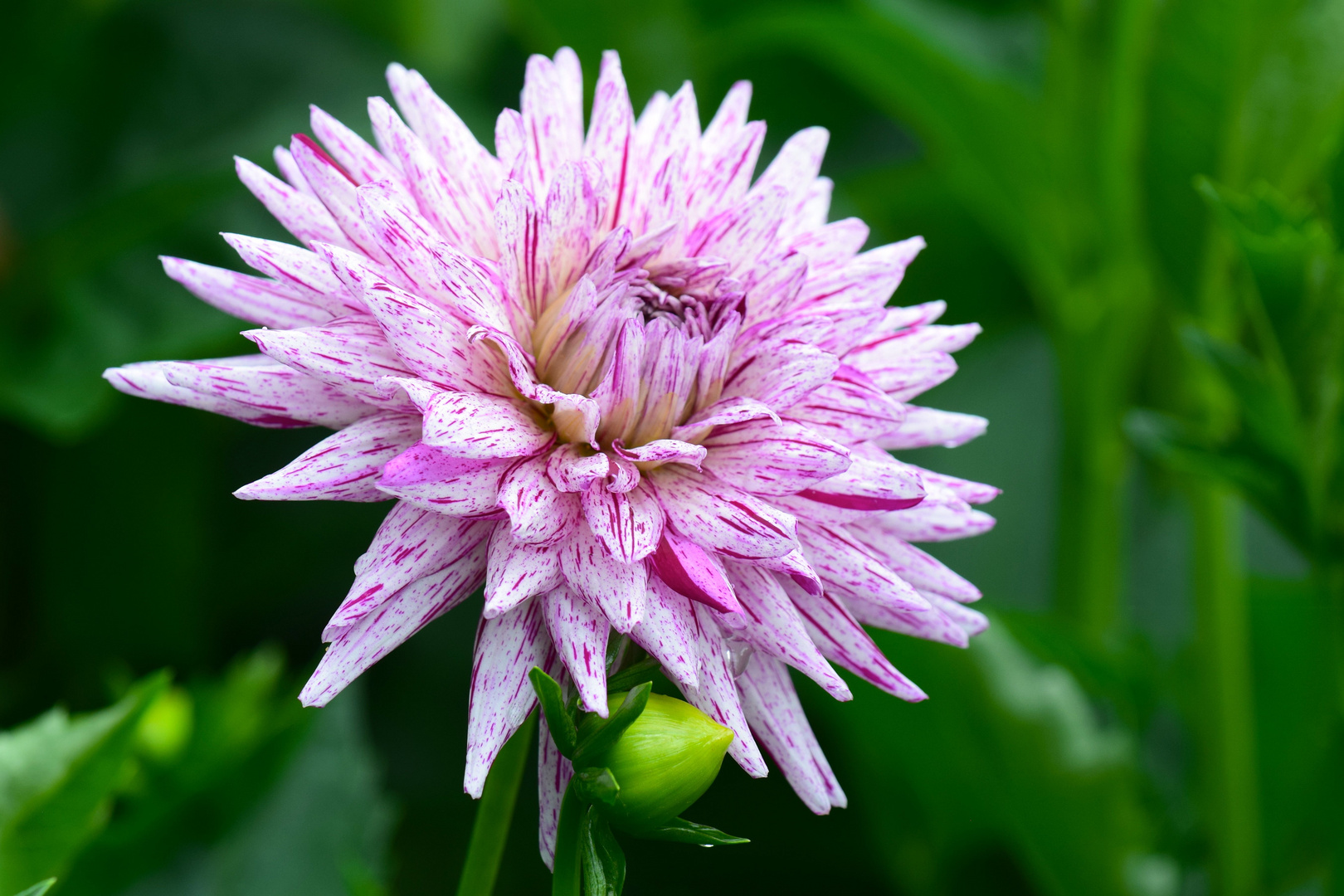 Dahlie auf Mainau 3