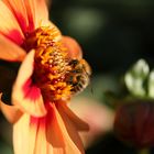 Dahlie bekommt hohen Besuch