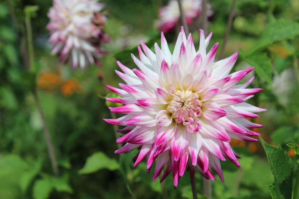 Dahlie Blüte im August