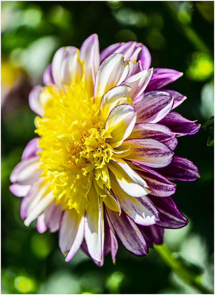 Dahlie ‘Boogie Woogie ! Foto & Bild | natur, herbst, frankfurt Bilder