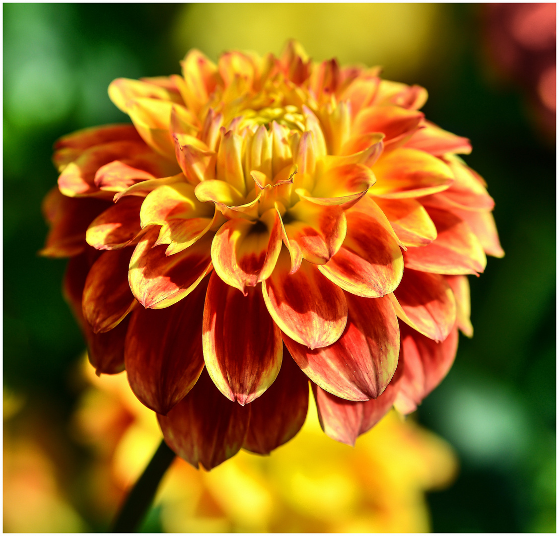 Dahlie Foto & Bild natur, herbst, blume Bilder auf