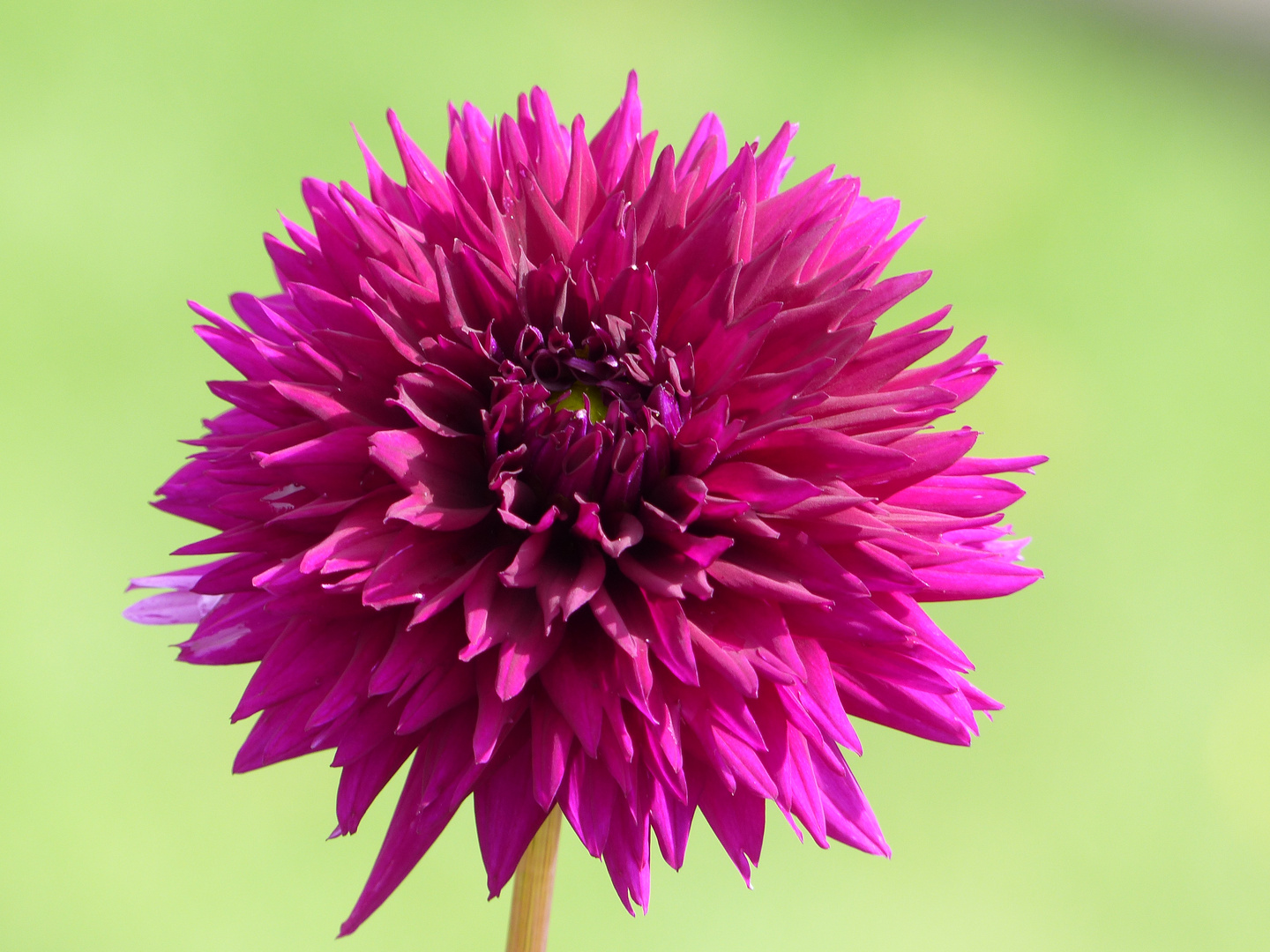 -- Dahlie -- Foto & Bild | pflanzen, pilze & flechten, blüten- & kleinpflanzen, dahlien Bilder ...