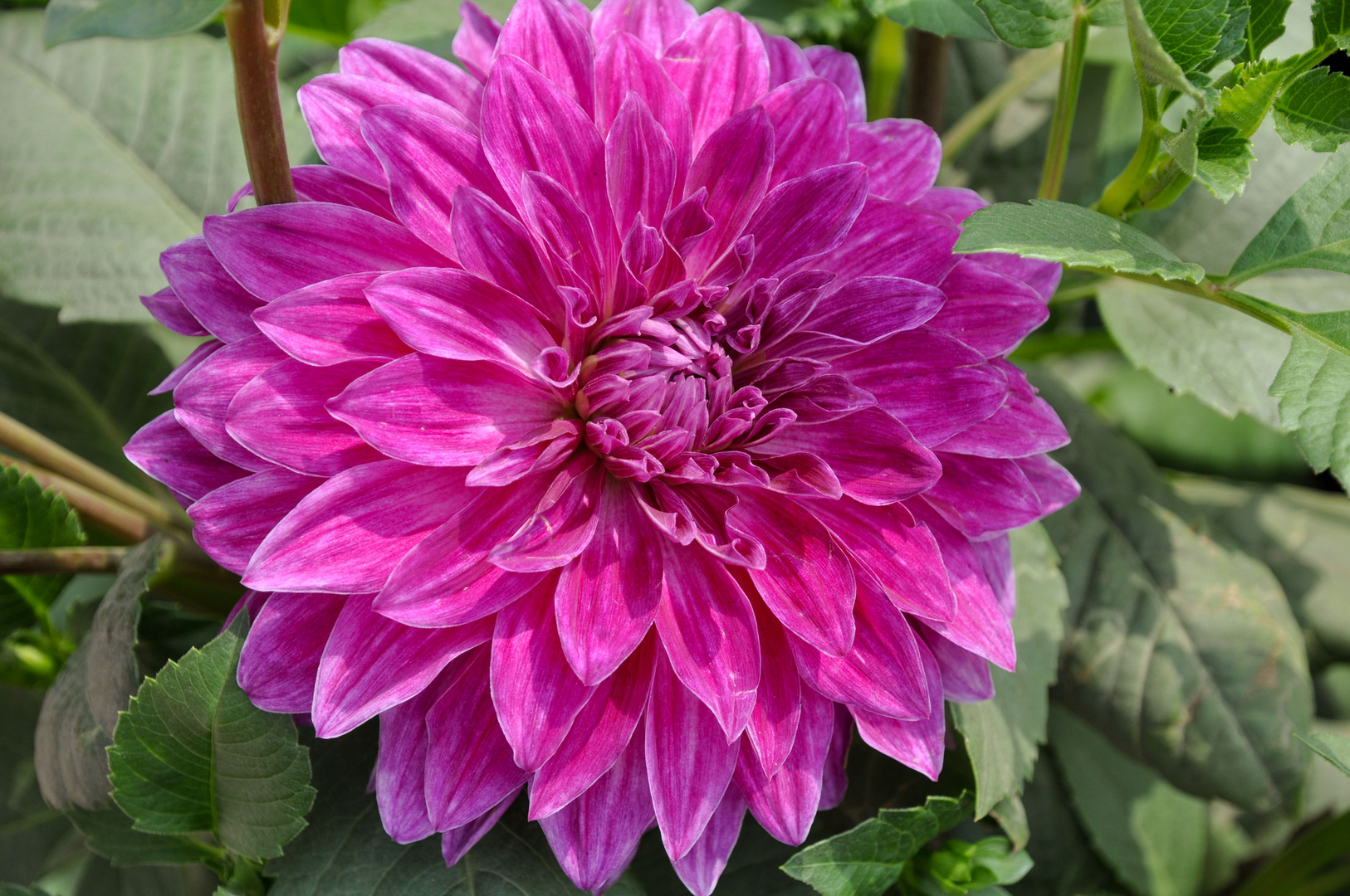 Dahlie (Dahlia coccinea)