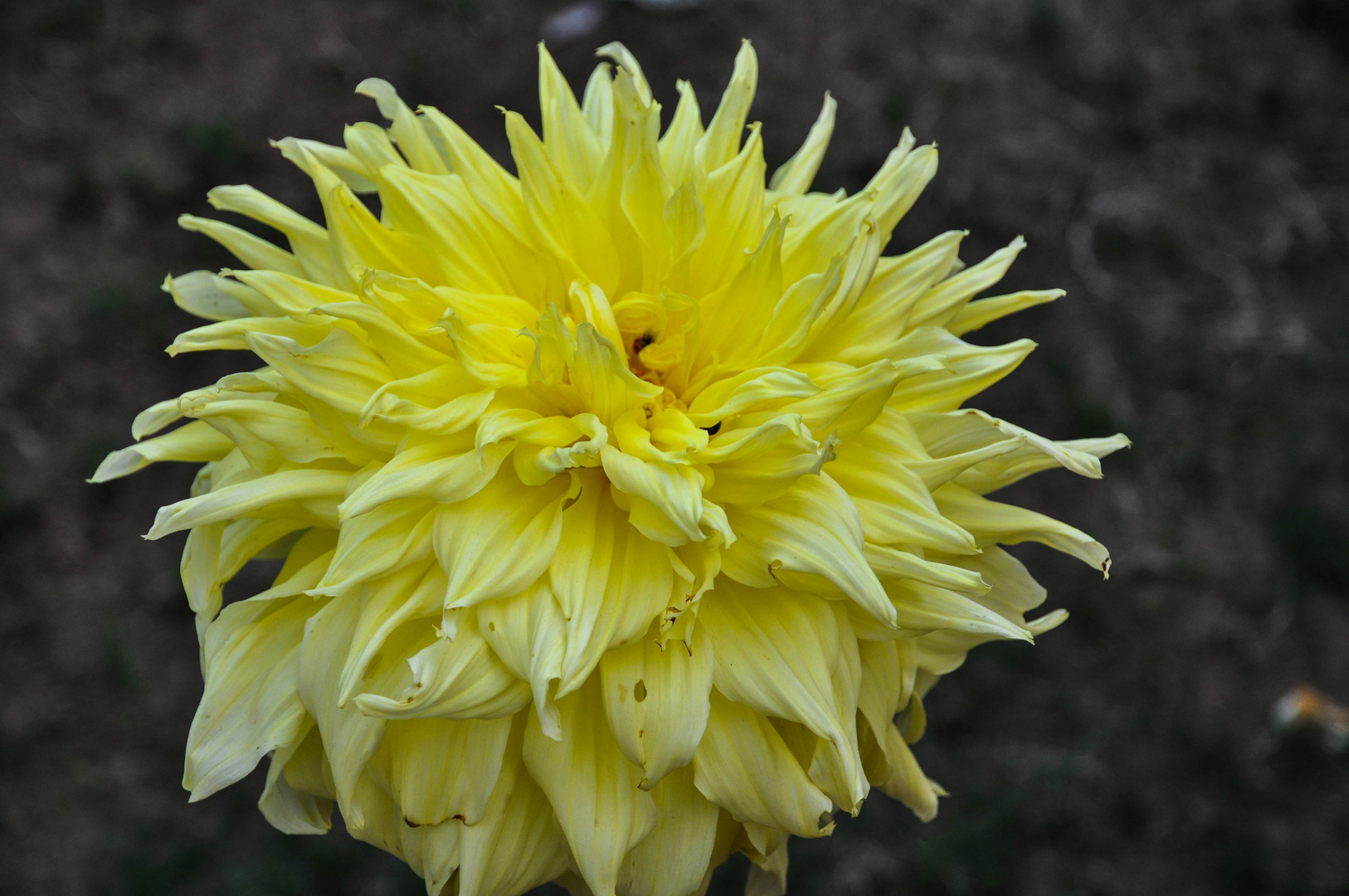 Dahlie (Dahlia coccinea)