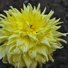 Dahlie (Dahlia coccinea)