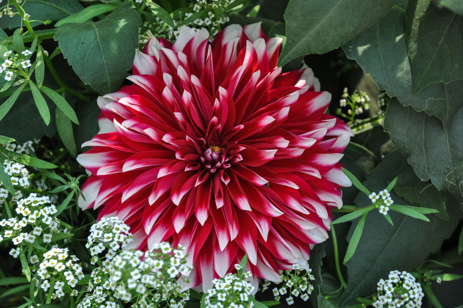 Dahlie (Dahlia coccinea)