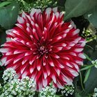 Dahlie (Dahlia coccinea)